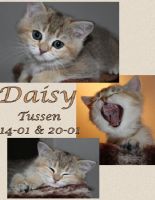 Daisy 9 weken
